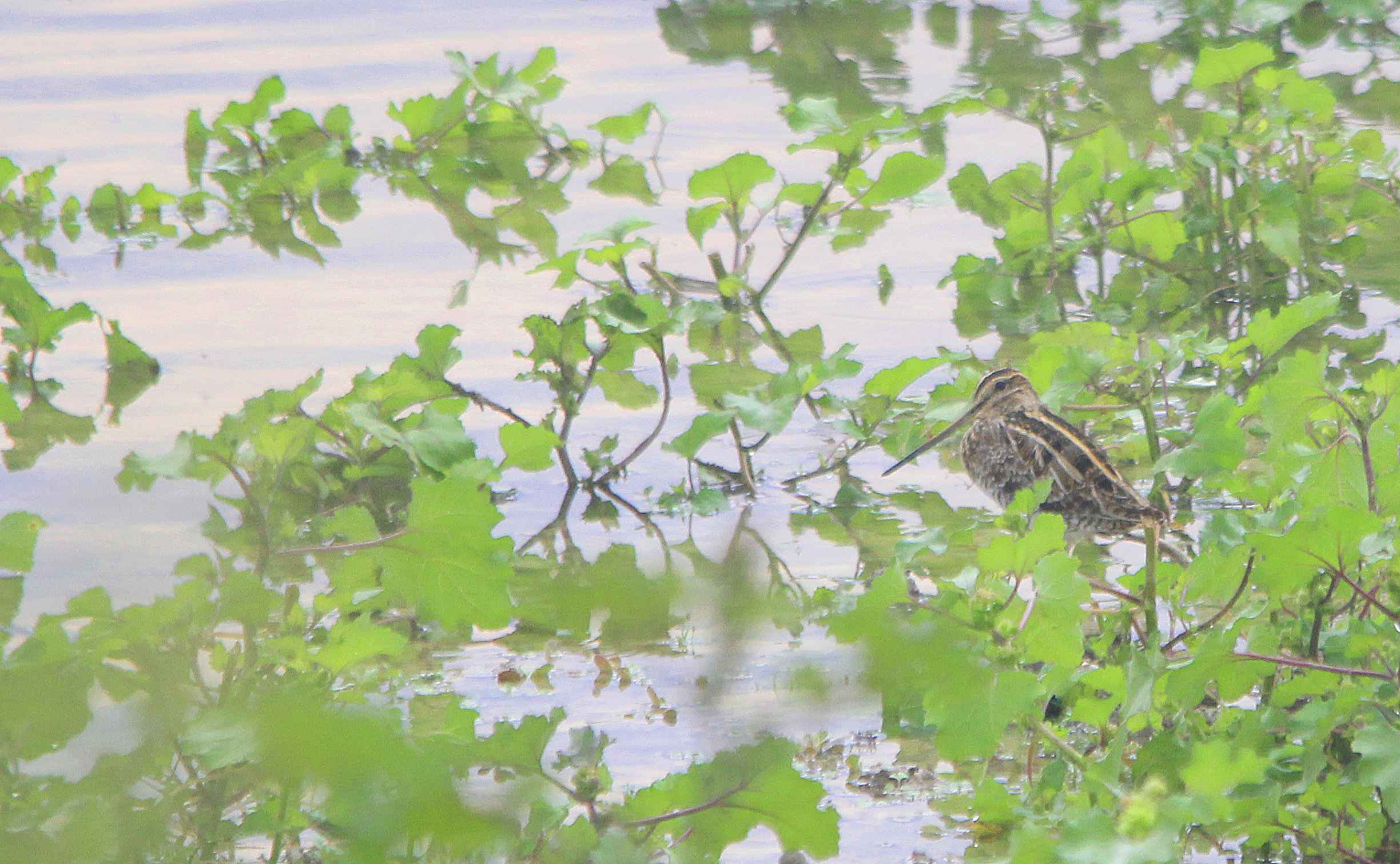 Common Snipe